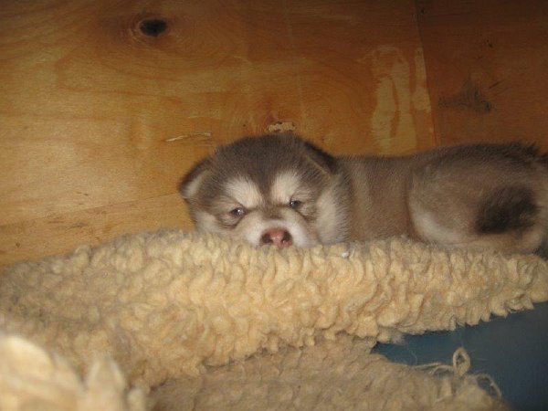 Y-Wurf 4 Wochen 002_1